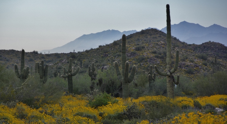 hills with brittlebush